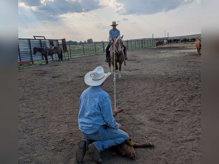 SHINEY BULLET- Solid Ranch Horse