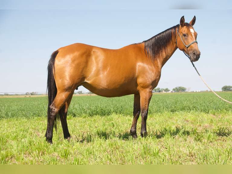 PLAYBOY PRINCESS- 2014 AQHA Broodmare