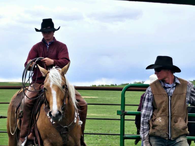 SHINEY BULLET- Solid Ranch Horse