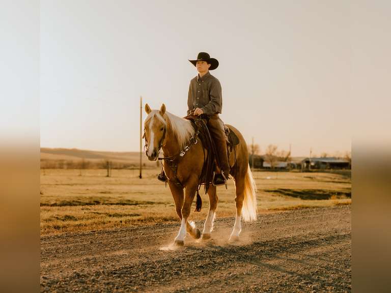SHINEY BULLET- Solid Ranch Horse