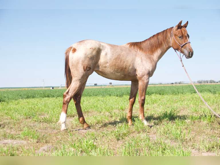 HLC HIGH FRECKLES- 2024 AQHA Mare