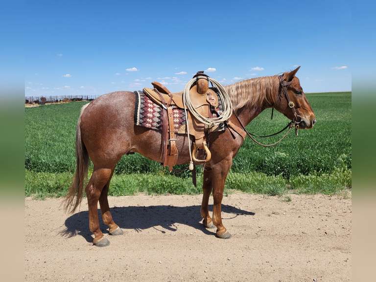 HAIDA REYZIN COOKIE- VRH/ Rope/ Ranch Prospect