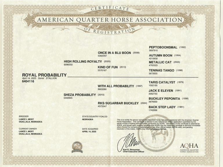 ROYAL PROBABILITY- 2025 AQHA Stallion