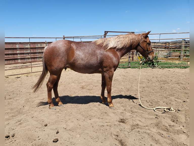 HAIDA REYZIN COOKIE- VRH/ Rope/ Ranch Prospect