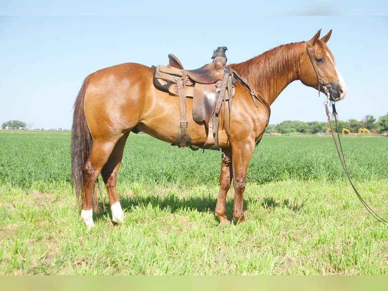 A COLONEL WITH STYLE- 2020 AQHA Gelding