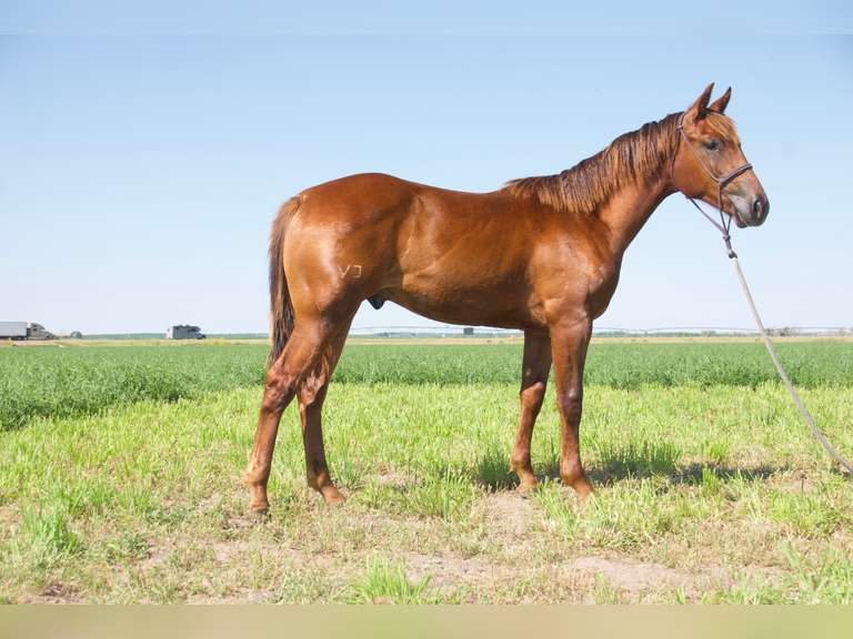 SUGA SMART JEWEL- 2024 AQHA Gelding