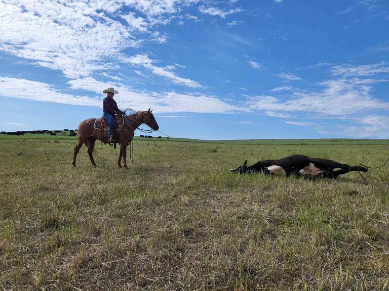 HAIDA REYZIN COOKIE- VRH/ Rope/ Ranch Prospect