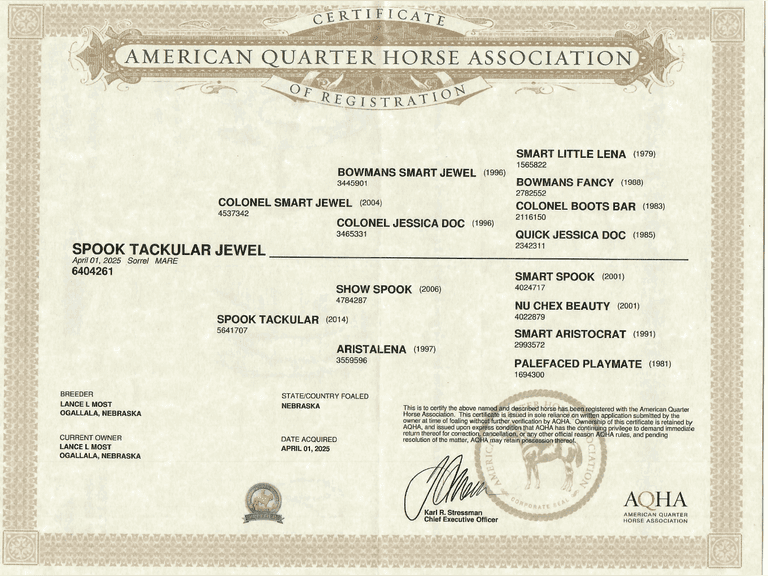 SPOOK TACKULAR JEWEL- 2025 AQHA Mare