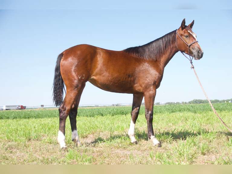 BD CAT ROLLING ROYAL- 2024 AQHA Mare