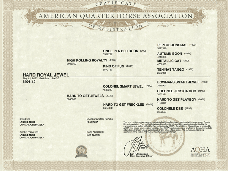HARD ROYAL JEWEL- 2025 AQHA Mare