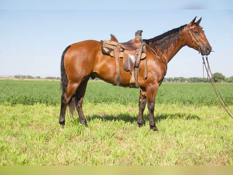 PRETTY PLAYBOY- 2015 AQHA Gelding