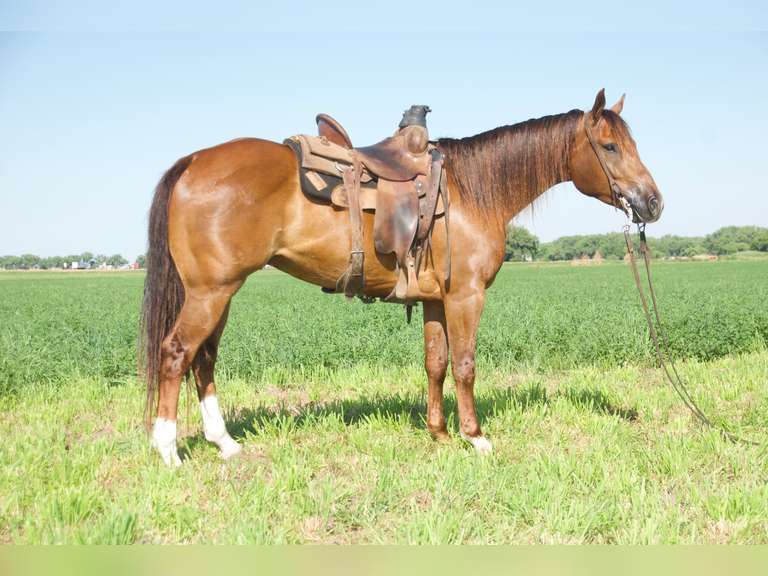 COL SMART FRECKLES- 2020 AQHA Gelding
