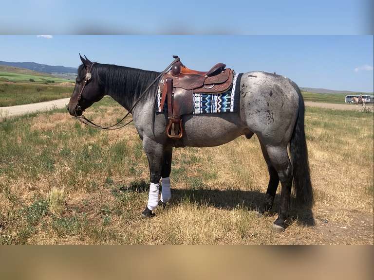 DTB FLINGS CASH N IN- All Around/ Ranch/ 4H/ Rope Horse
