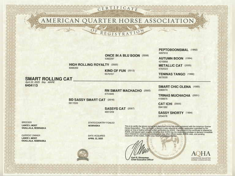 SMART ROLLING CAT- 2025 AQHA Mare