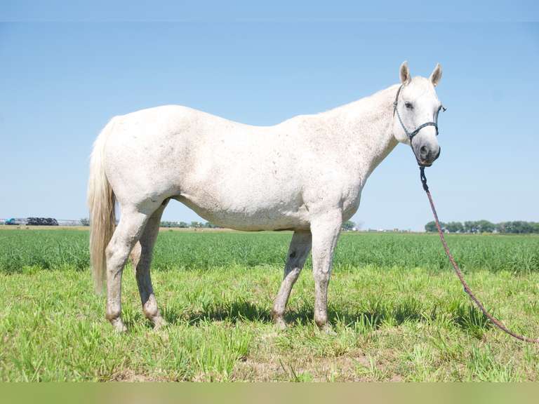 SHOOTIN LITTLE TIGER- 2005 AQHA Broodmare