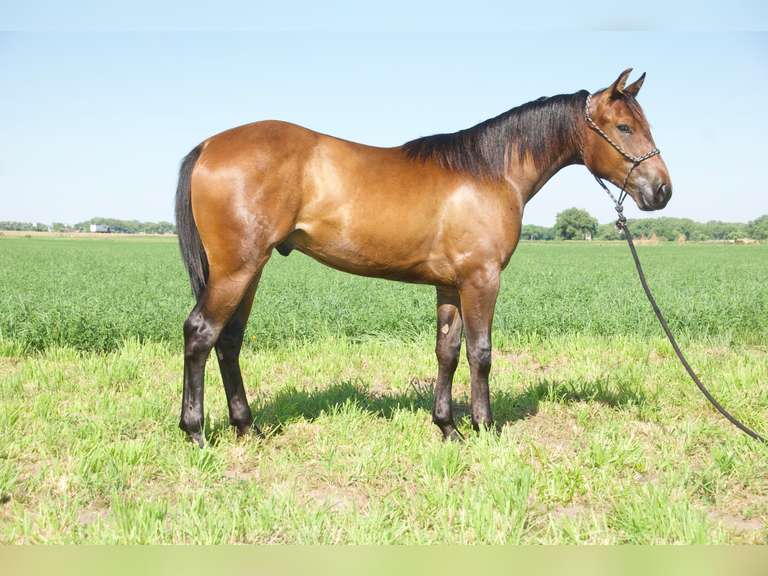 PROBABLY SMART- 2024 AQHA Gelding