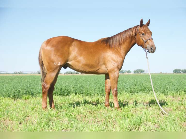 SMART PLAY COLONEL- 2023 AQHA Gelding