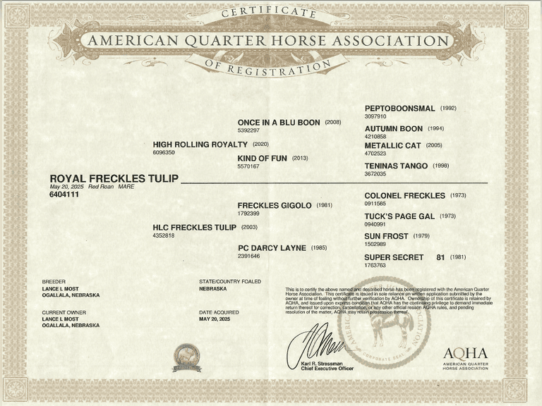 ROYAL FRECKLES TULIP- 2025 AQHA Mare