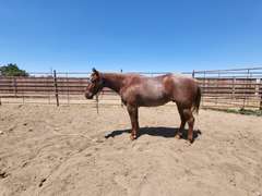 HAIDA REYZIN COOKIE- VRH/ Rope/ Ranch Prospect