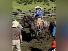 DTB FLINGS CASH N IN- All Around/ Ranch/ 4H/ Rope Horse