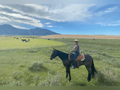 DTB FLINGS CASH N IN- All Around/ Ranch/ 4H/ Rope Horse