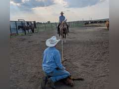 SHINEY BULLET- Solid Ranch Horse
