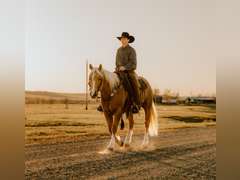 SHINEY BULLET- Solid Ranch Horse