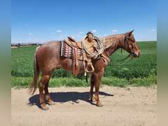 HAIDA REYZIN COOKIE- VRH/ Rope/ Ranch Prospect