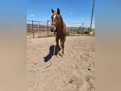 HAIDA REYZIN COOKIE- VRH/ Rope/ Ranch Prospect