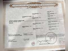 DTB FLINGS CASH N IN- All Around/ Ranch/ 4H/ Rope Horse
