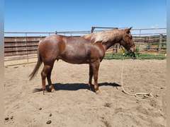 HAIDA REYZIN COOKIE- VRH/ Rope/ Ranch Prospect