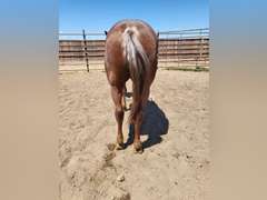 HAIDA REYZIN COOKIE- VRH/ Rope/ Ranch Prospect