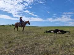 HAIDA REYZIN COOKIE- VRH/ Rope/ Ranch Prospect