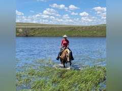 SHINEY BULLET- Solid Ranch Horse