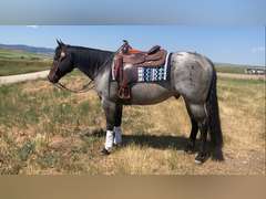 DTB FLINGS CASH N IN- All Around/ Ranch/ 4H/ Rope Horse