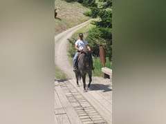DTB FLINGS CASH N IN- All Around/ Ranch/ 4H/ Rope Horse