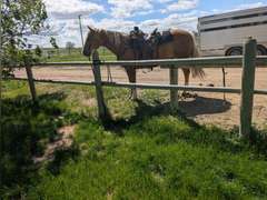 SHINEY BULLET- Solid Ranch Horse