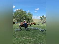 SHINEY BULLET- Solid Ranch Horse