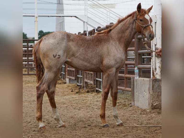 ROYAL HIGH PRINCESS- 2025 AQHA Mare