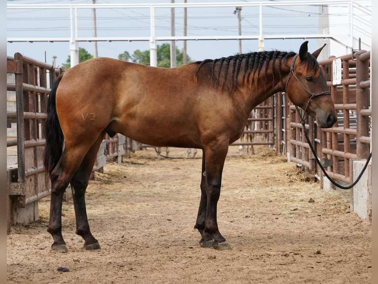 PROBABLY SMART- 2024 AQHA Gelding