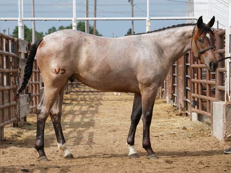 SHEZA ROLLING- 2024 AQHA Gelding