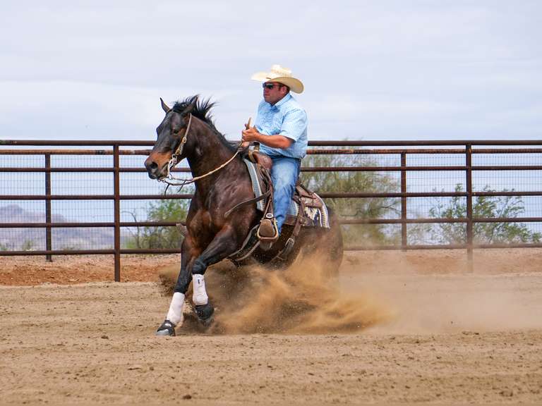 Private Treaty listings Available Now on bigskyhorsesales.com