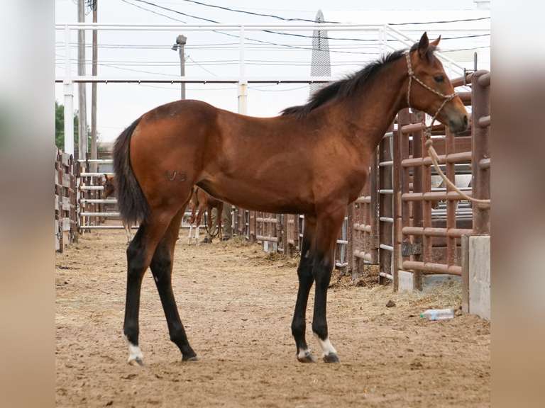 SMART ROLLING CAT- 2025 AQHA Mare