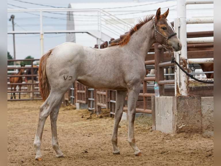 HARD ROYAL JEWEL- 2025 AQHA Mare