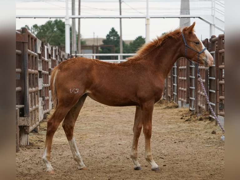 SPOOK TACKULAR JEWEL- 2025 AQHA Mare