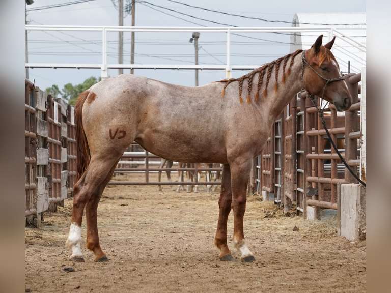 HLC HIGH FRECKLES- 2024 AQHA Mare