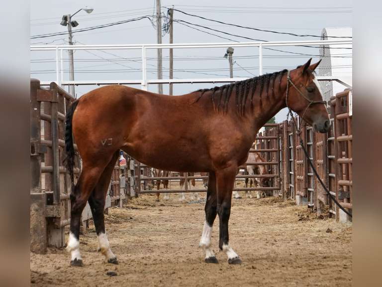 BD CAT ROLLING ROYAL- 2024 AQHA Mare