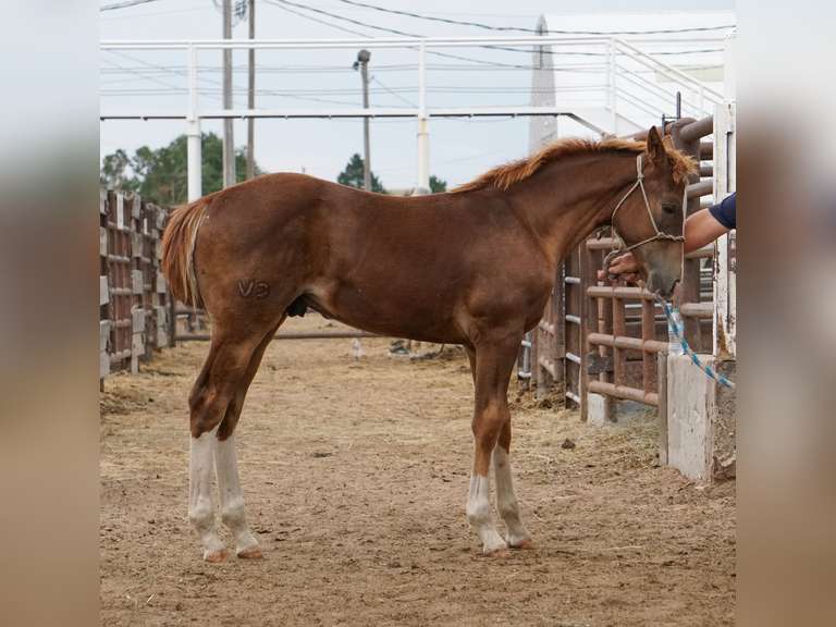ROYAL PROBABILITY- 2025 AQHA Stallion