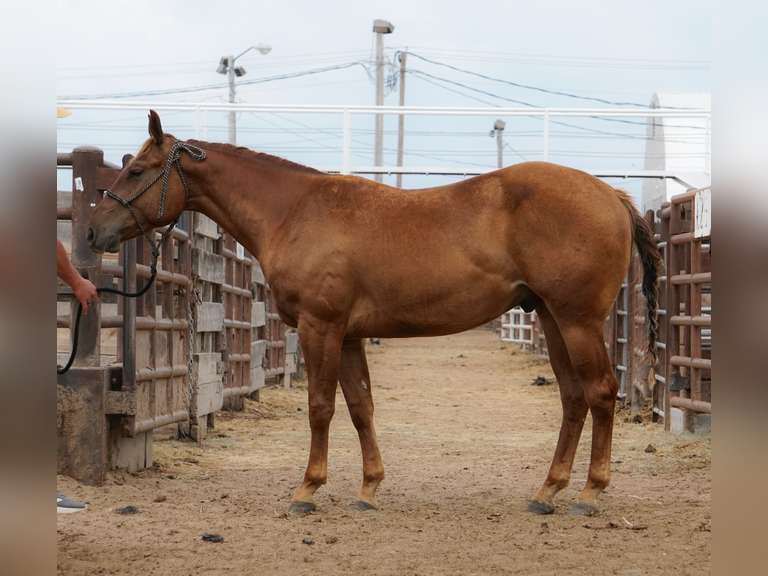 SMART PLAY COLONEL- 2023 AQHA Gelding