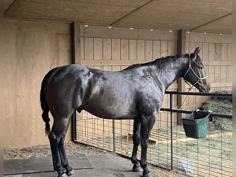 DTB FLINGS CASH N IN- All Around/ Ranch/ 4H/ Rope Horse